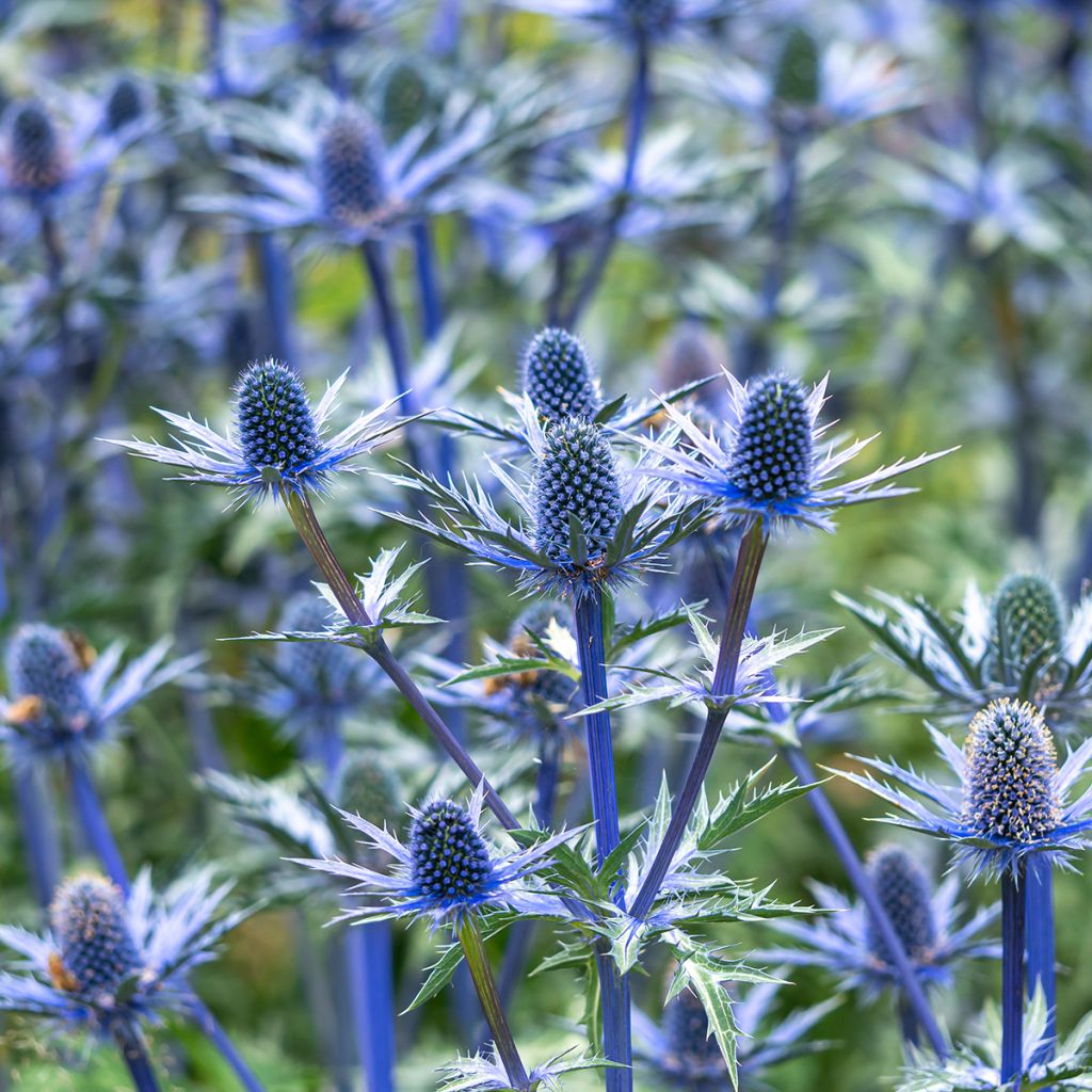 Eryngium zabelii Big Blue - Panicaut