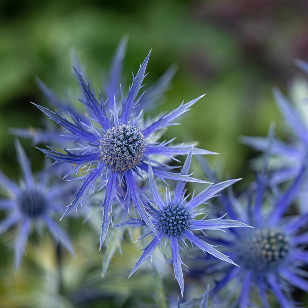 Eryngium zabelii Big Blue - Panicaut