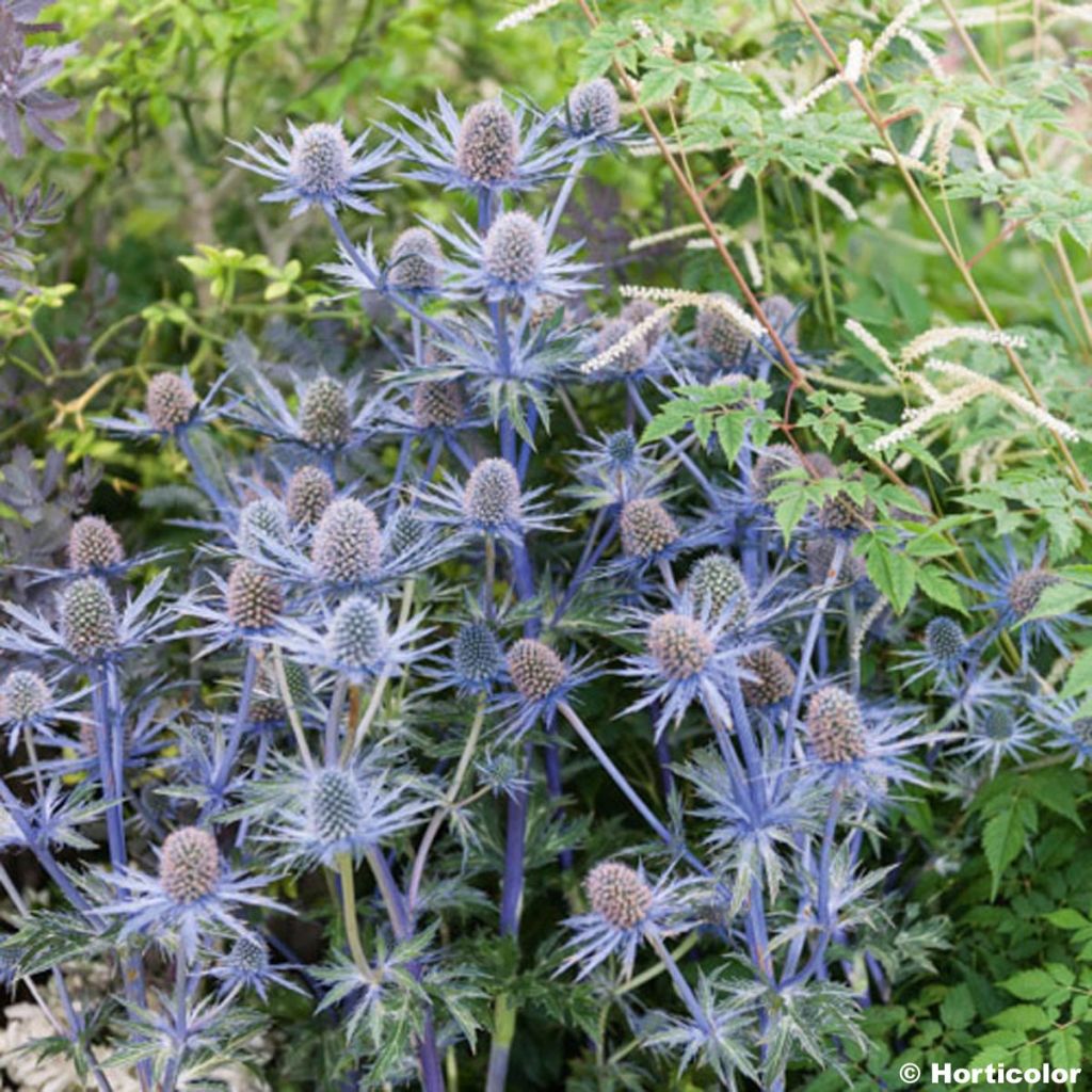 Eryngium Jos Eijking® - Panicaut