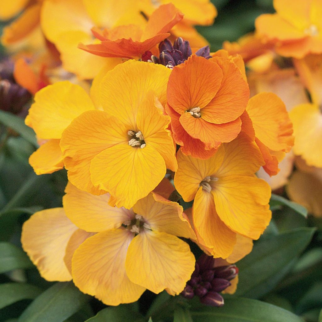 Giroflée vivace - Erysimum Rysi Copper Mini-motte