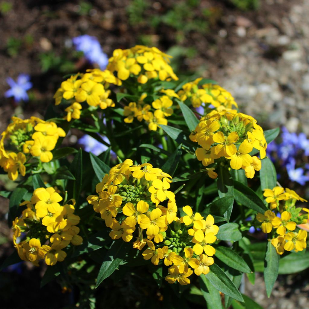 Erysimum alpinum - Fausse giroflée des Alpes