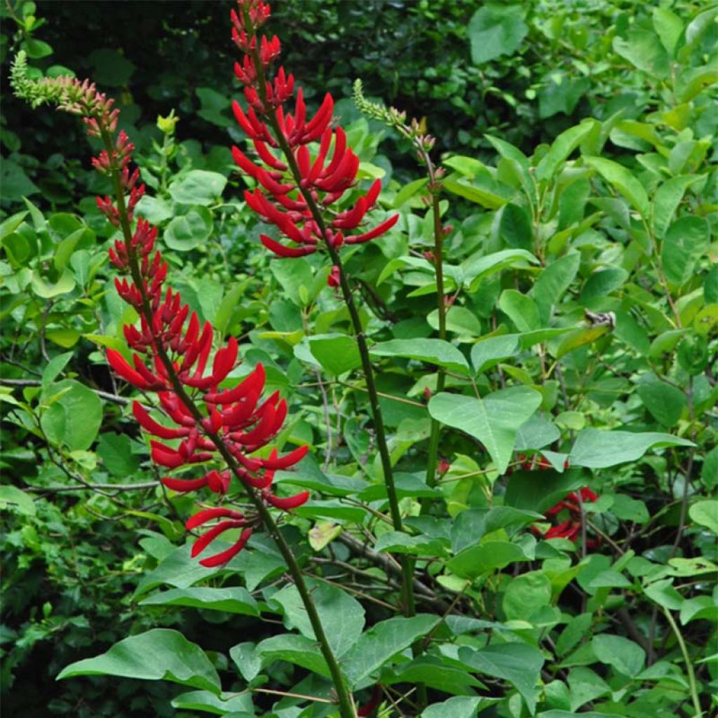 Erythrina x Bidwilli - Erythrine rouge