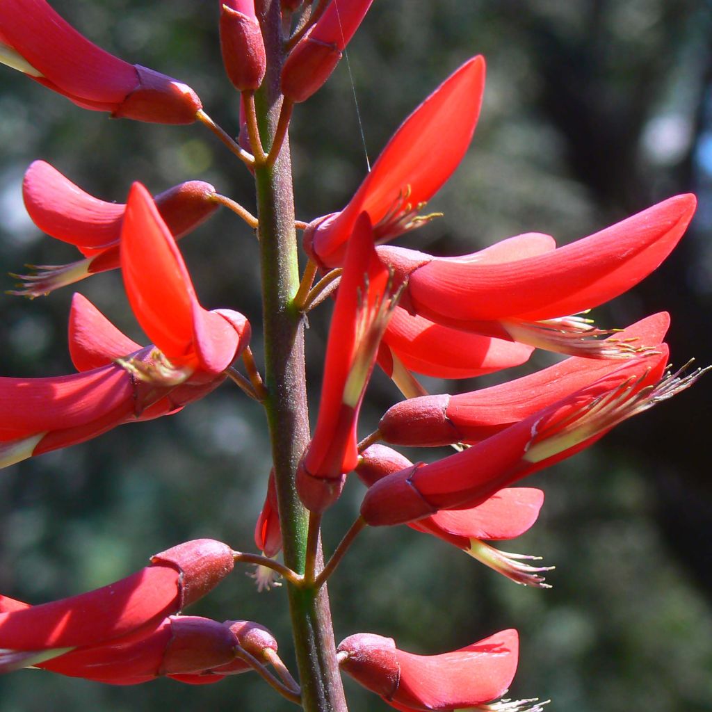 Erythrina x Bidwilli - Erythrine rouge