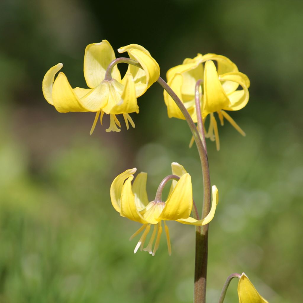 Erythronium Pagoda