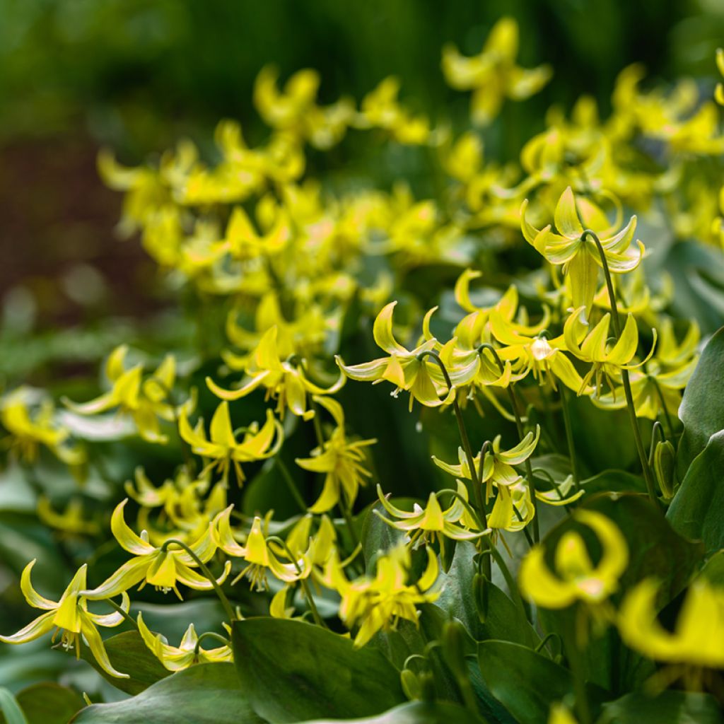 Erythronium Pagoda