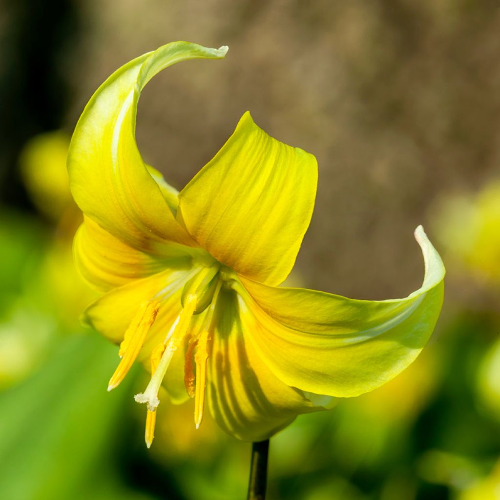 Erythronium Pagoda