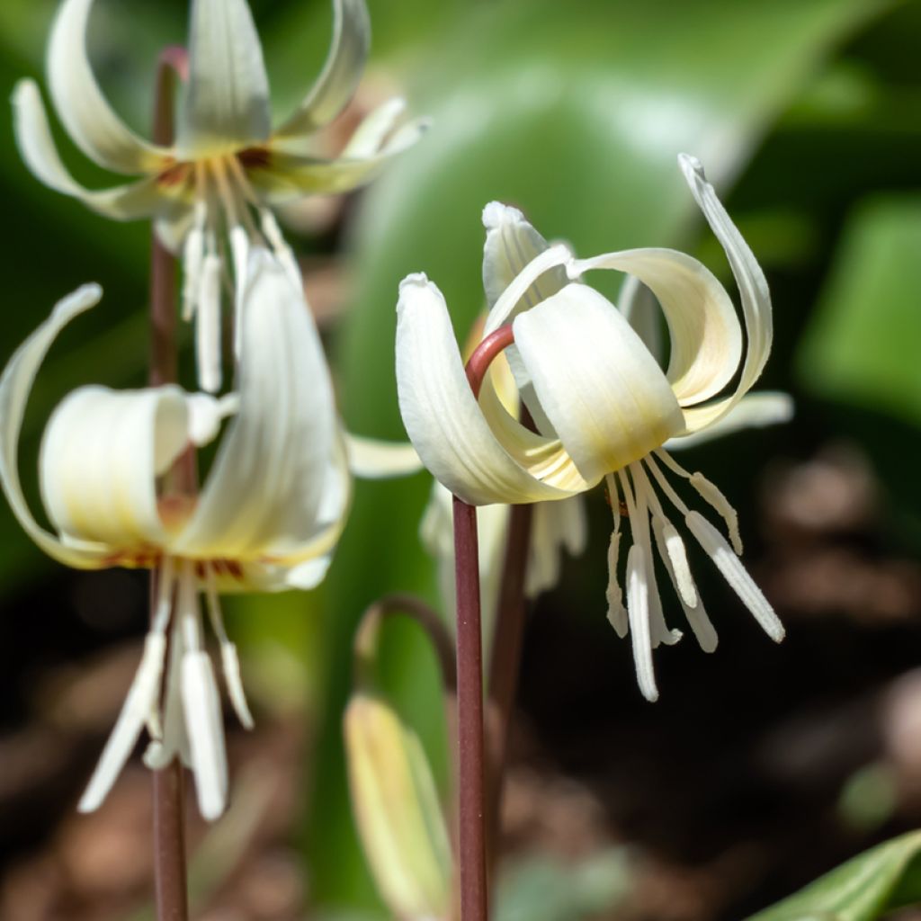 Erythronium White Beauty