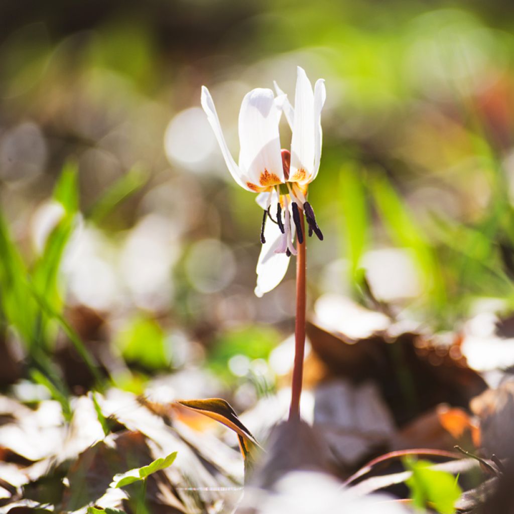 Erythronium White Beauty