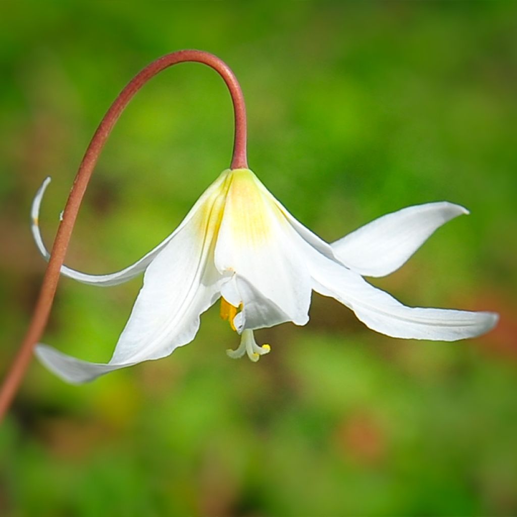 Erythronium White Beauty