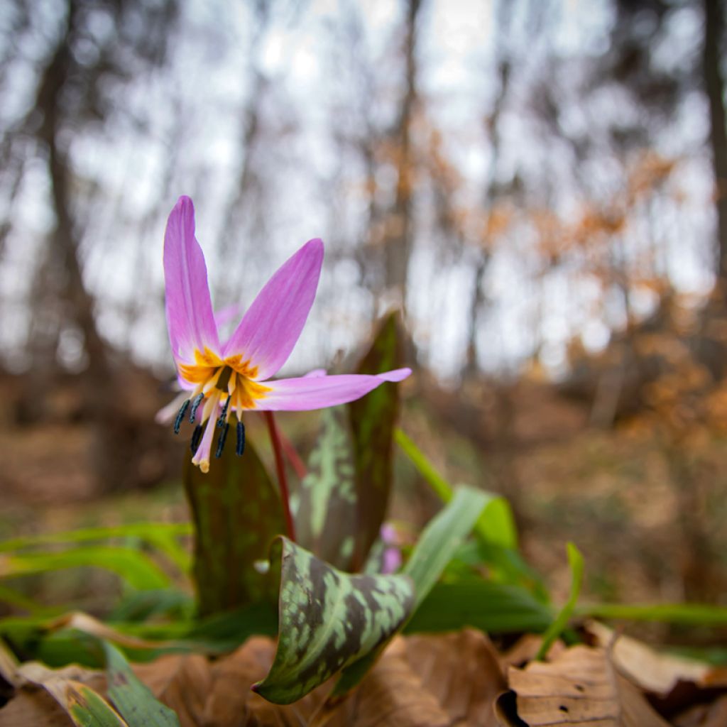 Erythronium dens canis Purple King