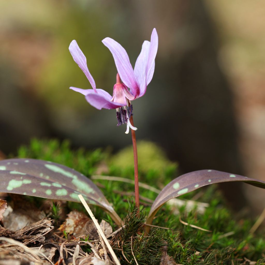 Erythronium dens-canis