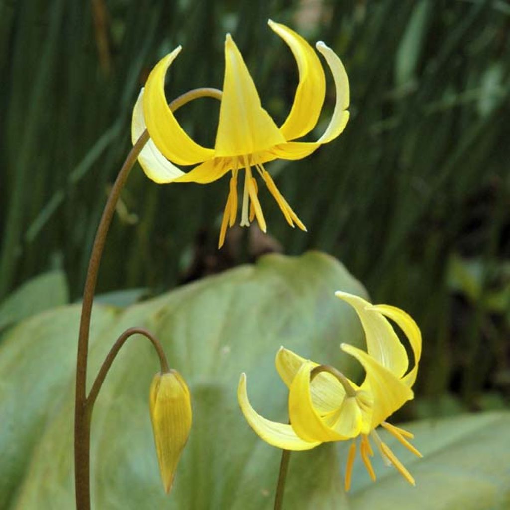 Erythronium Tuol.Pagoda ou Lis des Bois