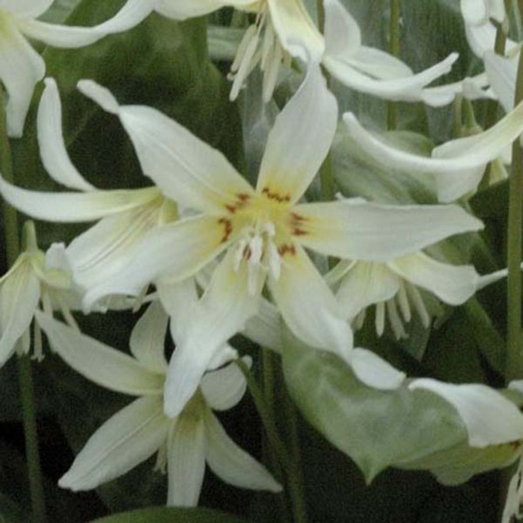 Erythronium White Beauty