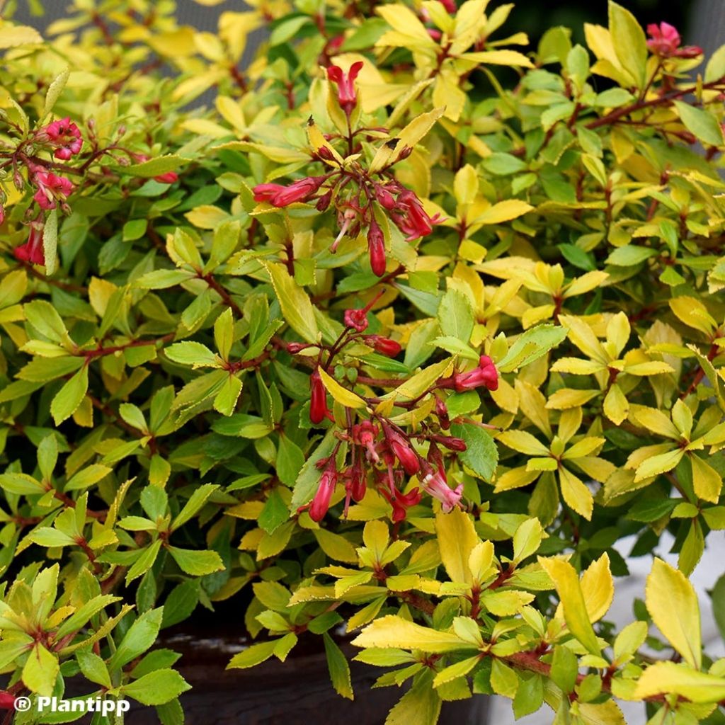 Escallonia hybride Golden Carpet