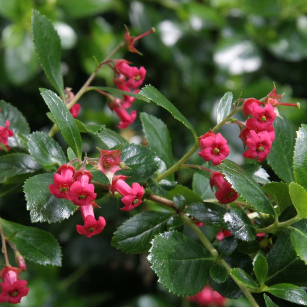 Escallonia rubra Crimson Spire