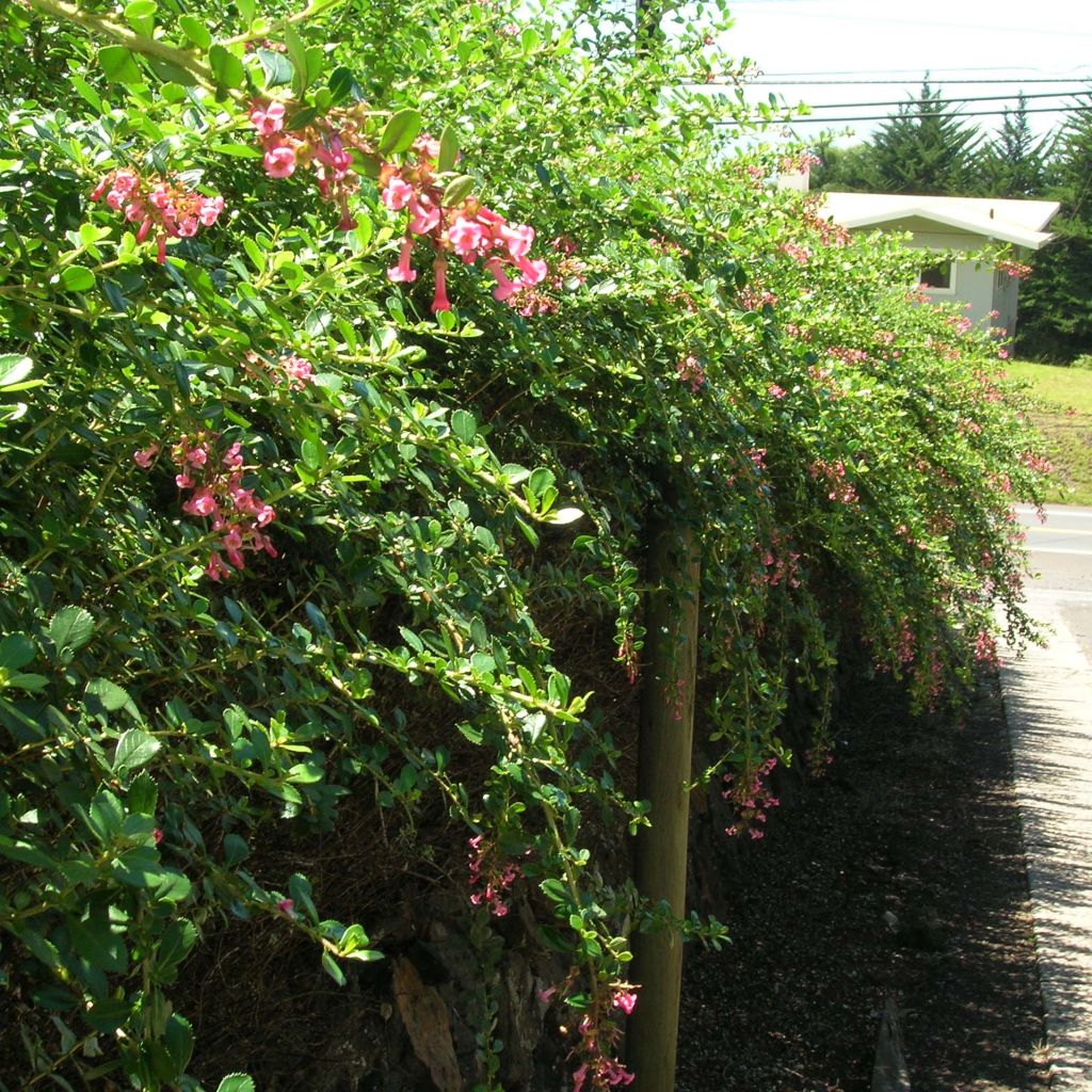 Escallonia rubra macrantha