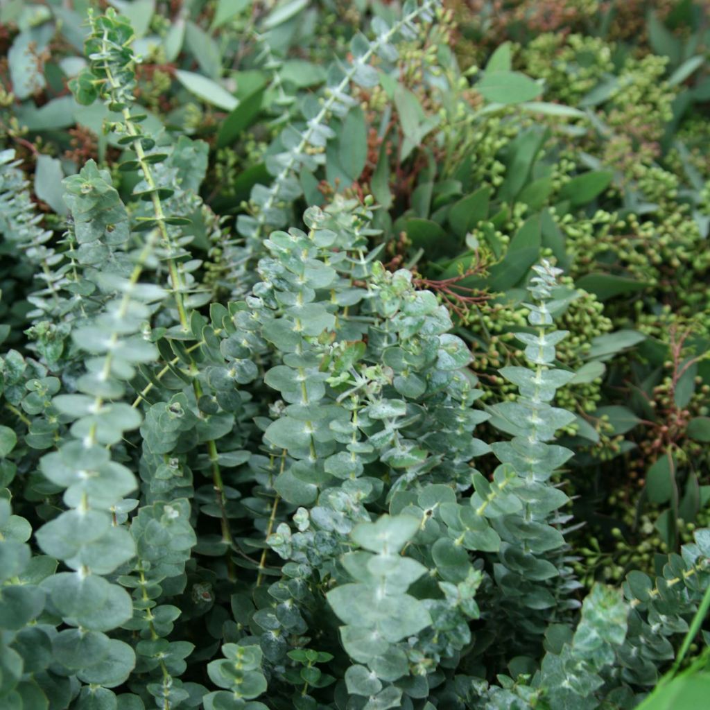 Eucalyptus Baby Blue - Gommier argenté des montagnes.