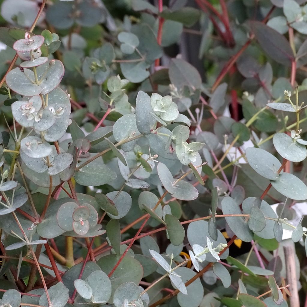 Eucalyptus Baby Blue - Gommier argenté