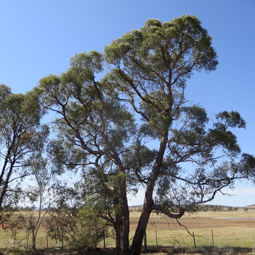 Eucalyptus aggregata - Gommier noir