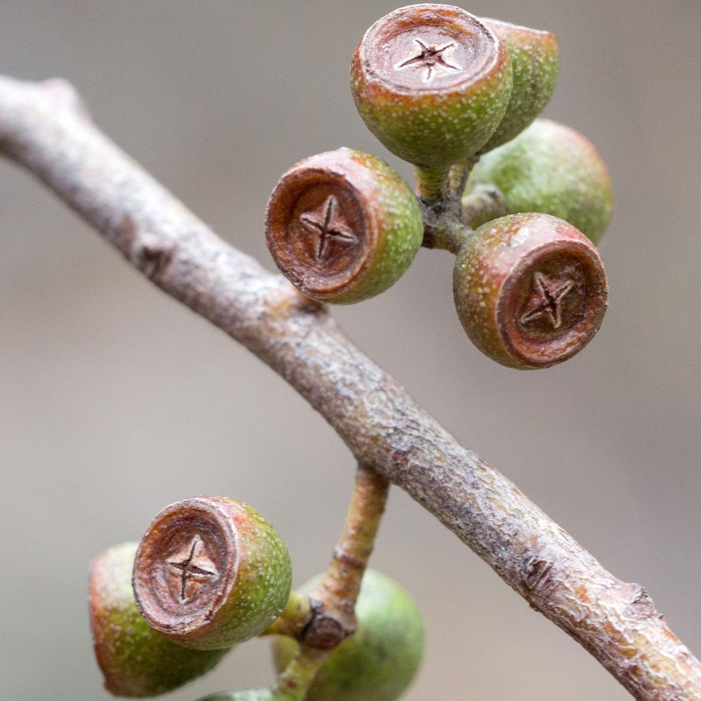 Eucalyptus amygdalina ou salicifolia - Gommier-menthe noir 