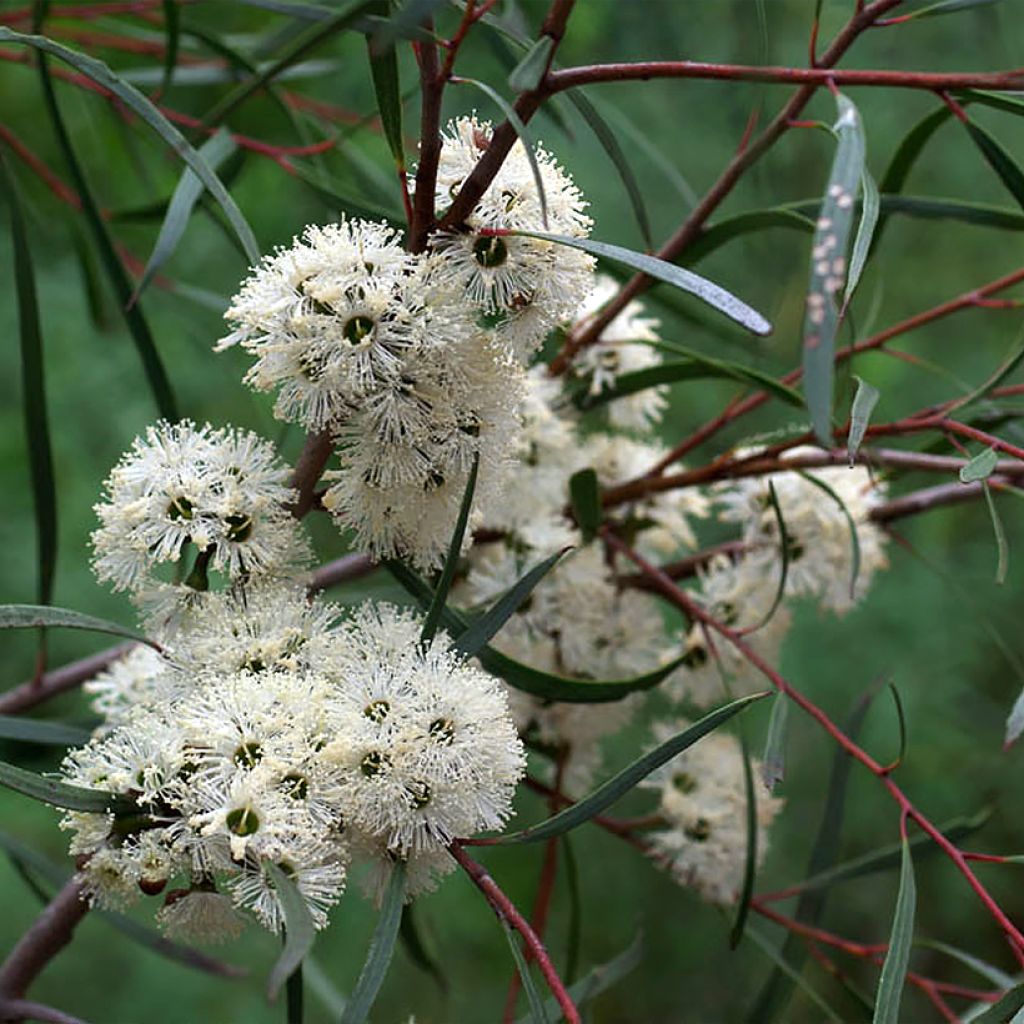 Eucalyptus apiculata - Mallée à feuilles étroites