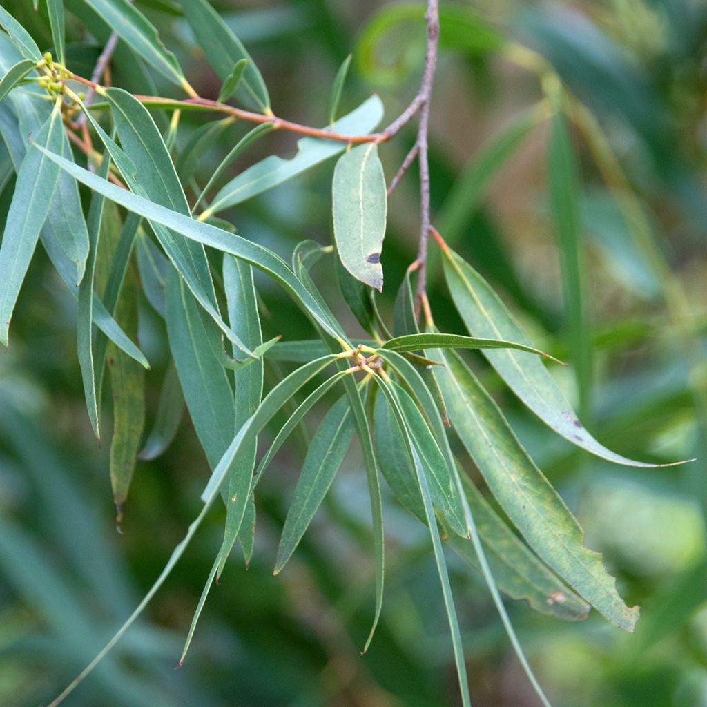 Eucalyptus approximans - Mallee de Barren Mountain