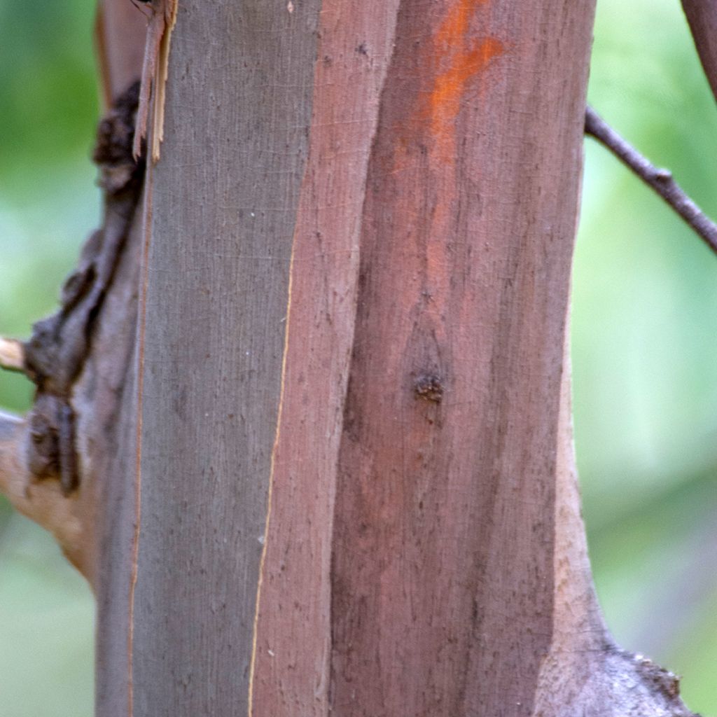 Eucalyptus approximans - Mallee de Barren Mountain