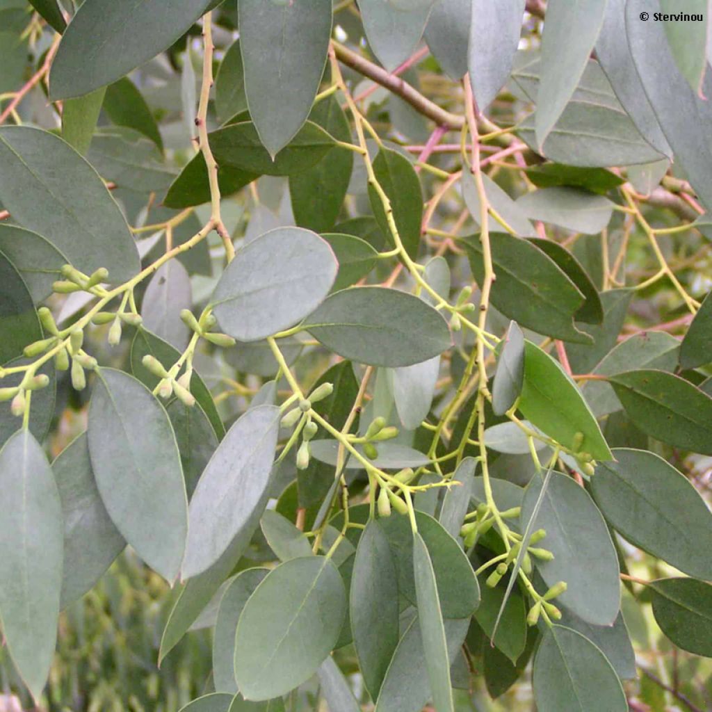 Eucalyptus archeri - Gommier alpin, Eucalyptus d'Archer
