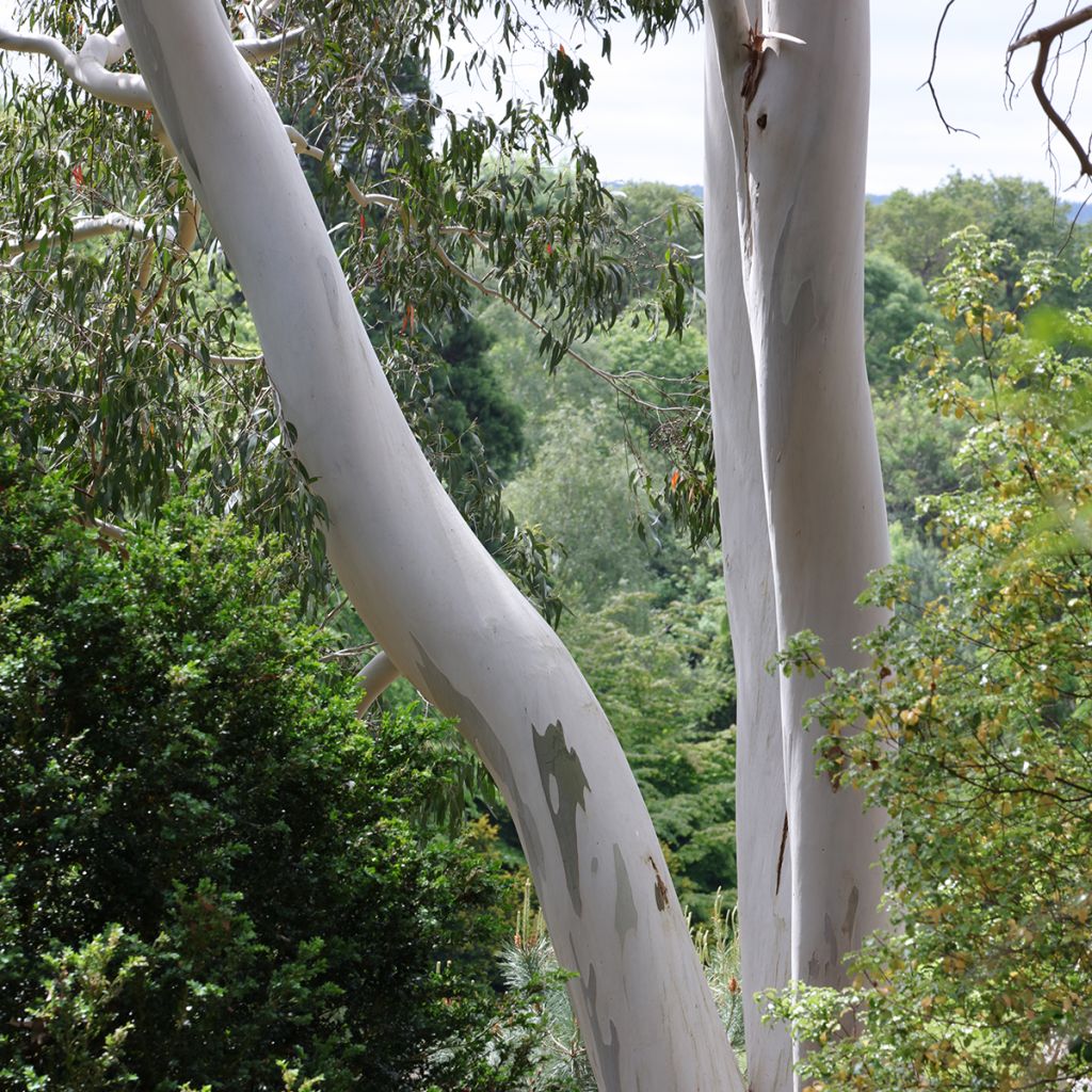 Eucalyptus archeri - Gommier alpin, Eucalyptus d'Archer