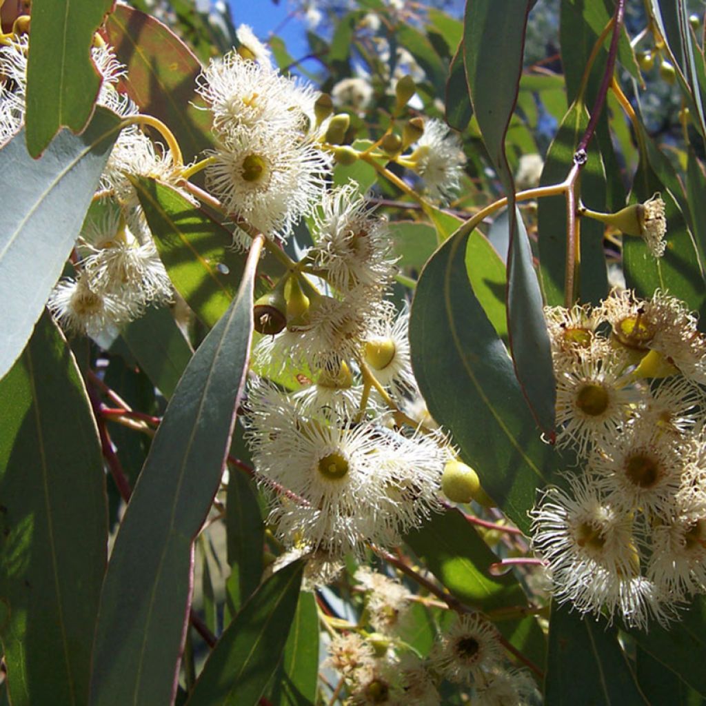 Eucalyptus boliviana