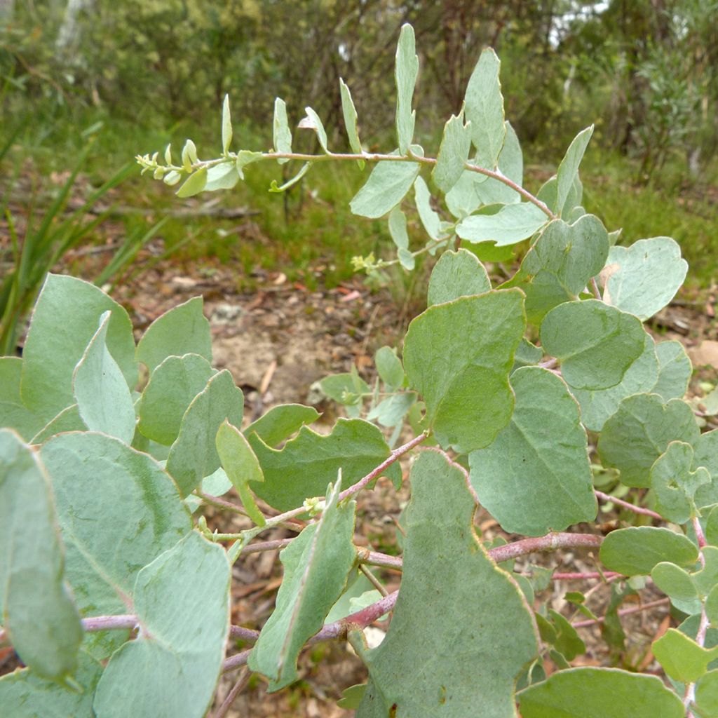 Eucalyptus bridgesiana - Gommier de Bridges