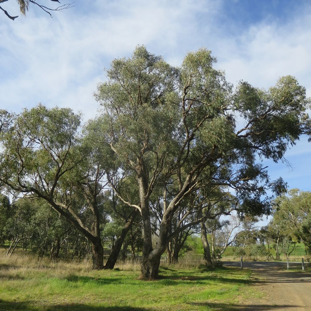 Eucalyptus bridgesiana - Gommier de Bridges
