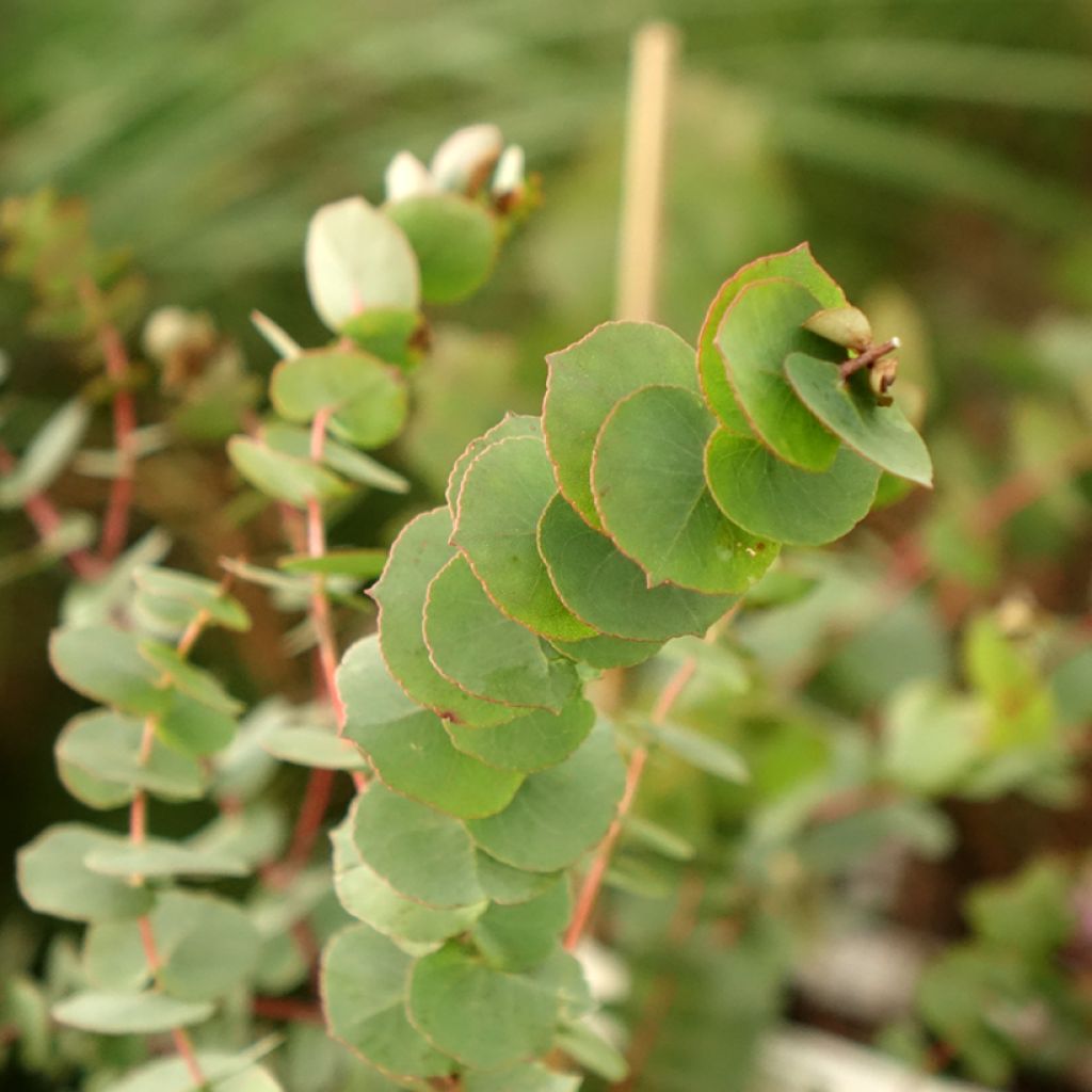 Eucalyptus bridgesiana - Gommier de Bridges