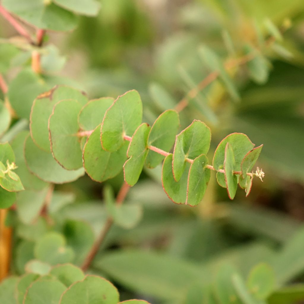 Eucalyptus bridgesiana - Gommier de Bridges