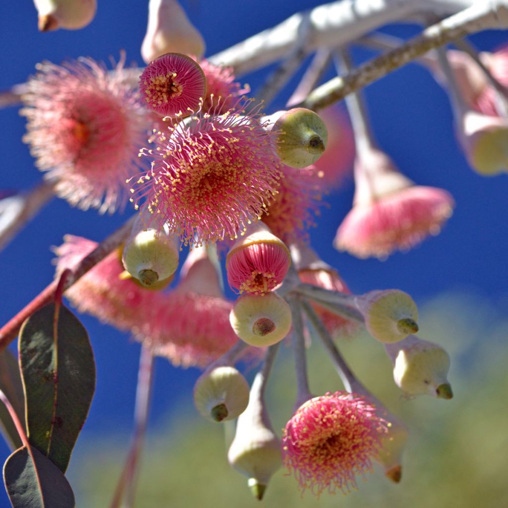Eucalyptus caesia subsp magna - Gommier Princesse d'argent