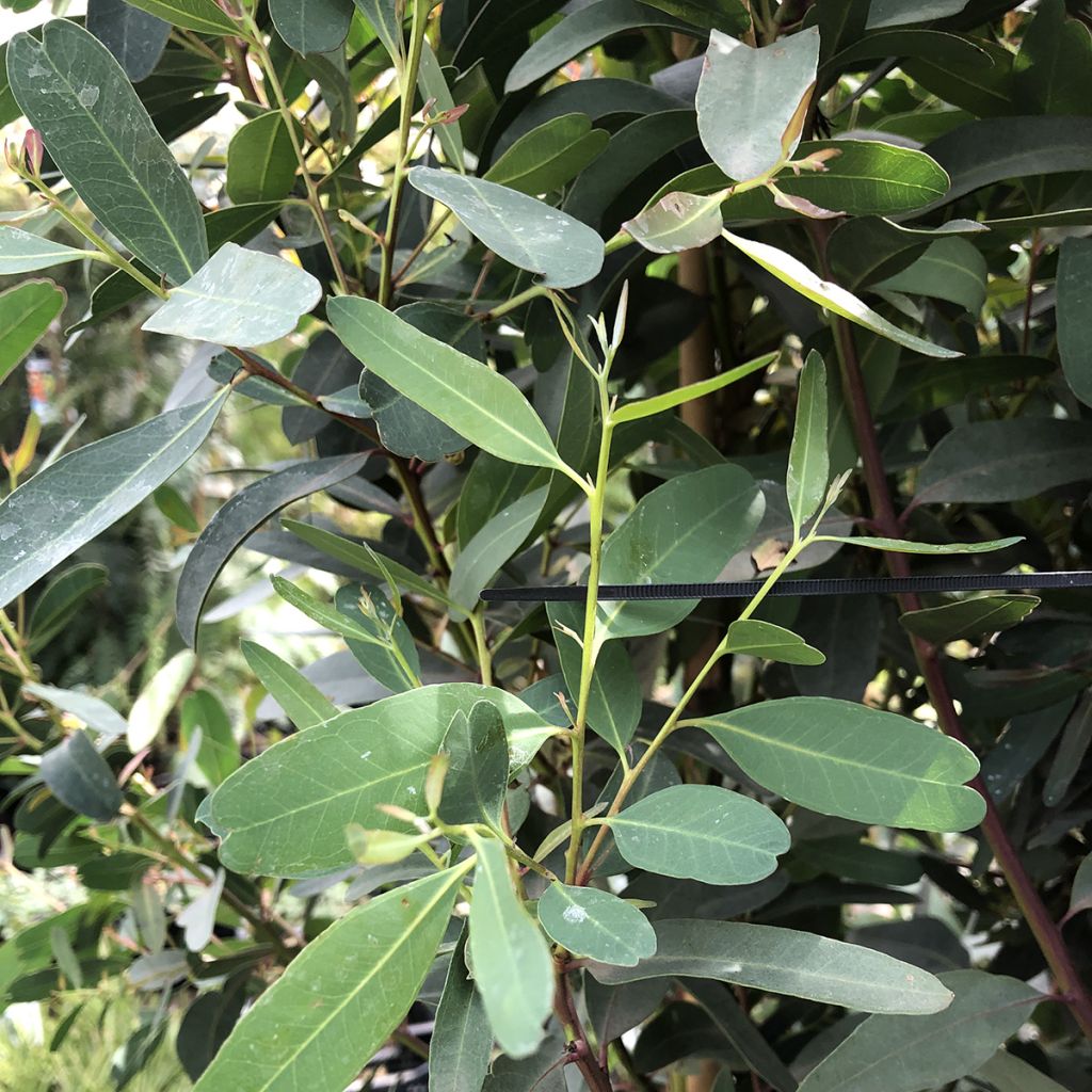 Eucalyptus camaldulensis Rostrata - Gommier rouge des rivières, Gommier de Camaldoli