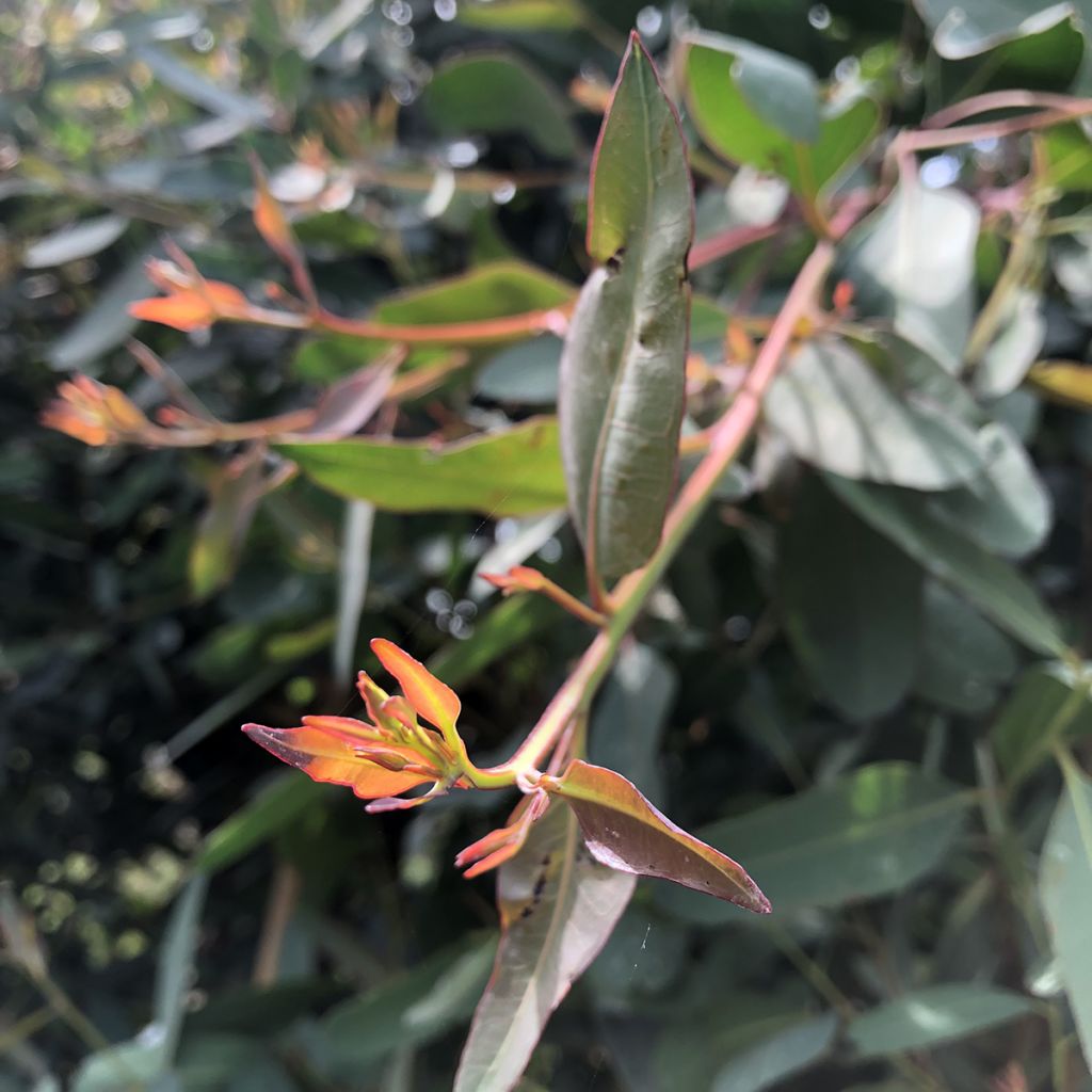 Eucalyptus camaldulensis Rostrata - Gommier rouge des rivières, Gommier de Camaldoli