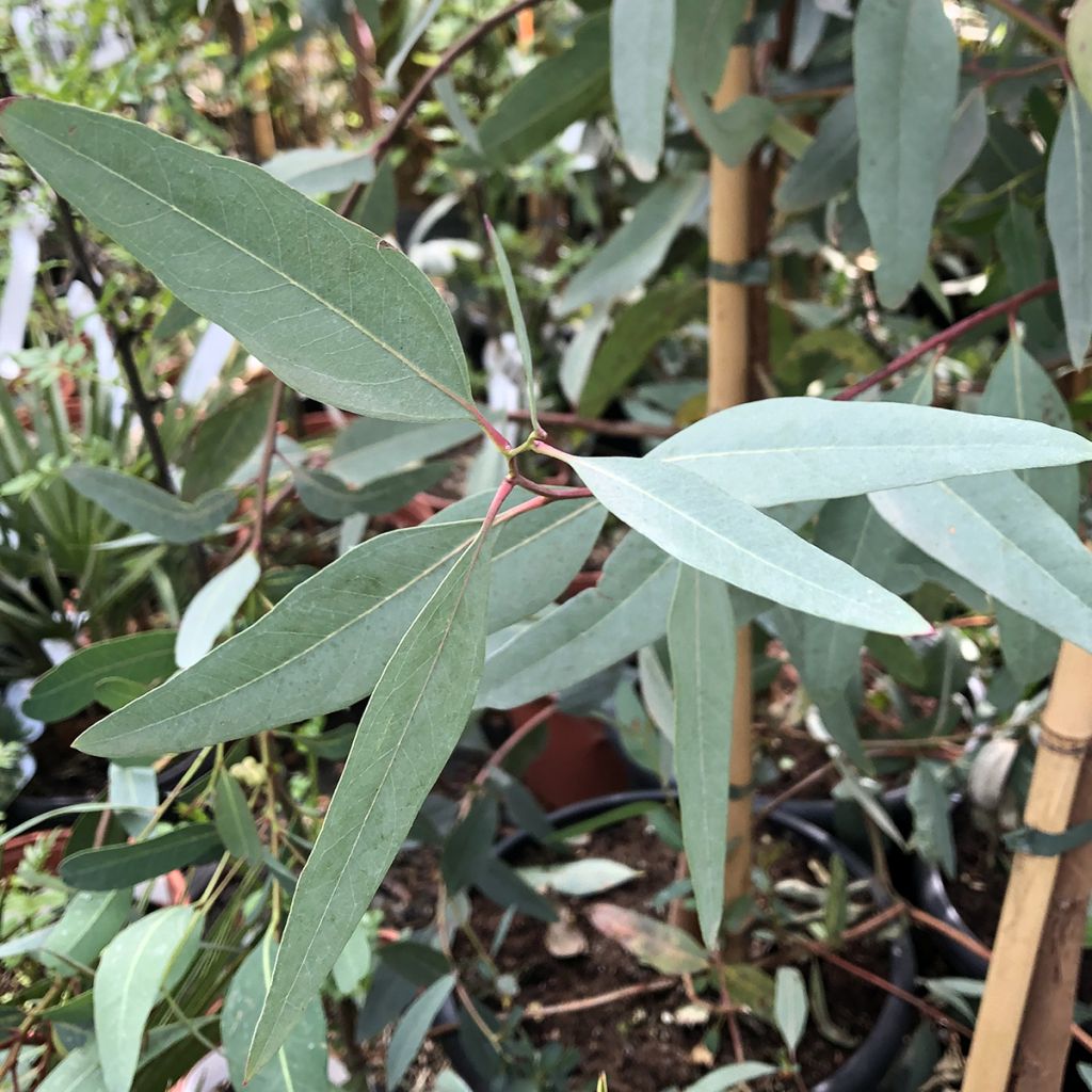 Eucalyptus camaldulensis Rostrata - Gommier rouge des rivières, Gommier de Camaldoli