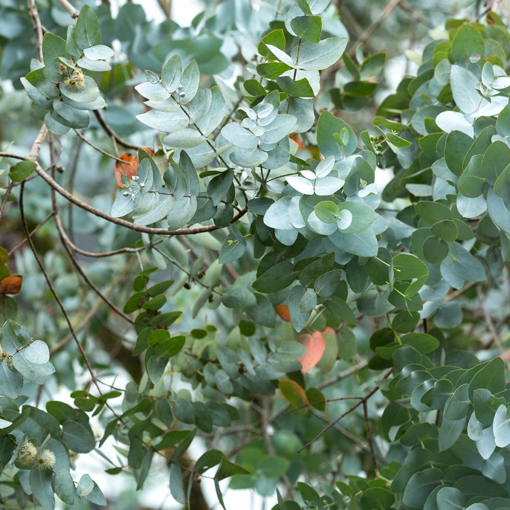 Eucalyptus cinerea - Gommier cendré 