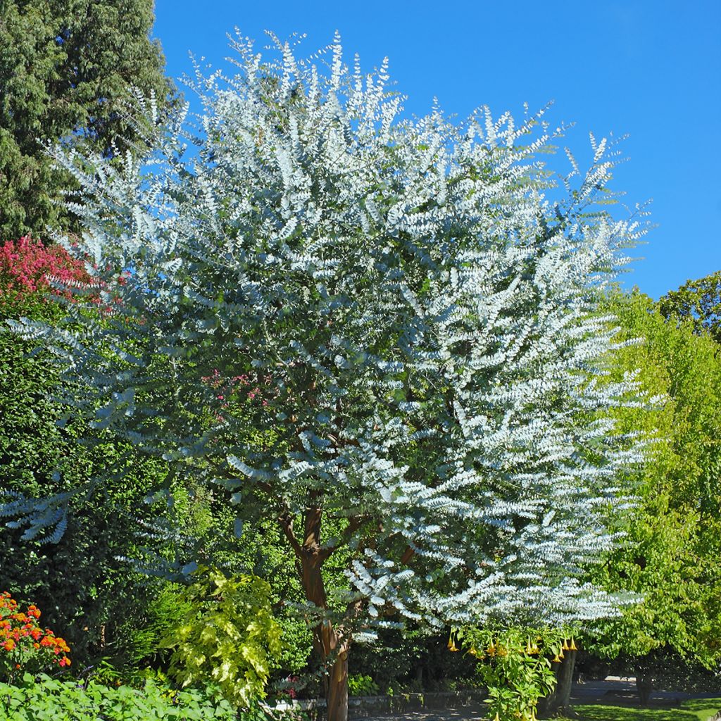 Eucalyptus cinerea - Gommier cendré 