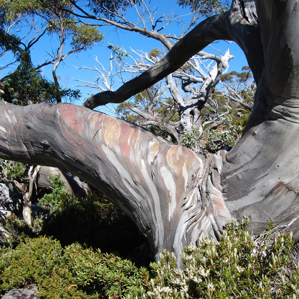 Eucalyptus coccifera - Gommier des neiges de Tasmanie