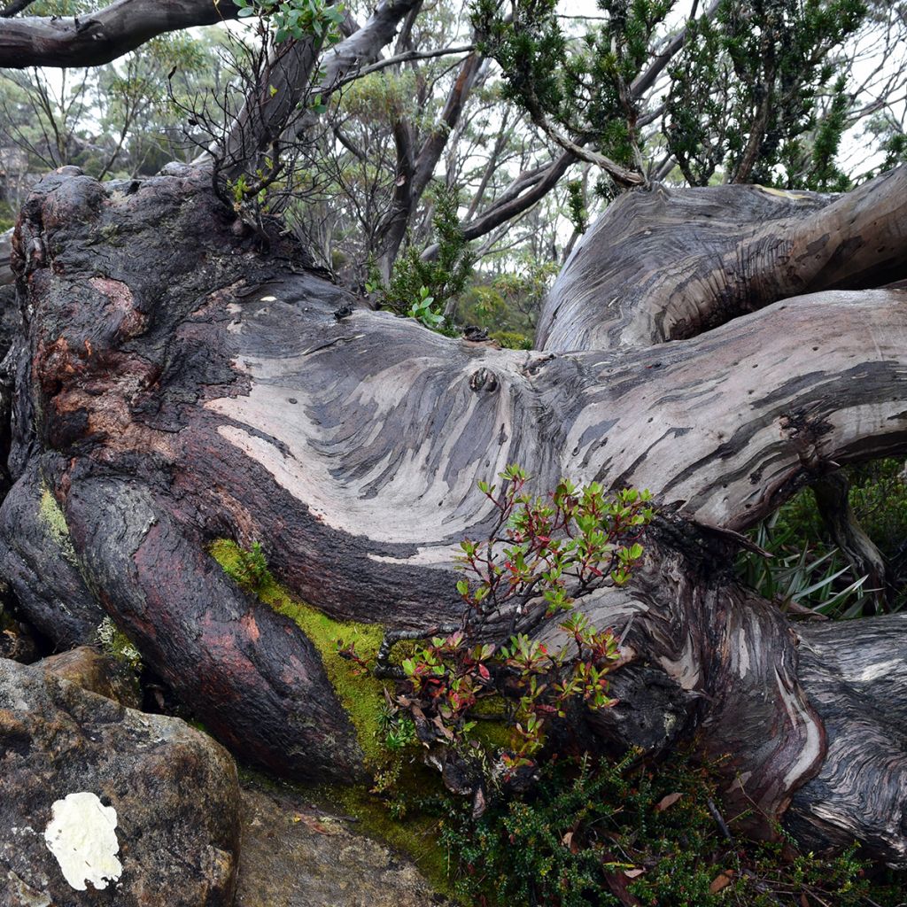 Eucalyptus coccifera - Gommier des neiges de Tasmanie