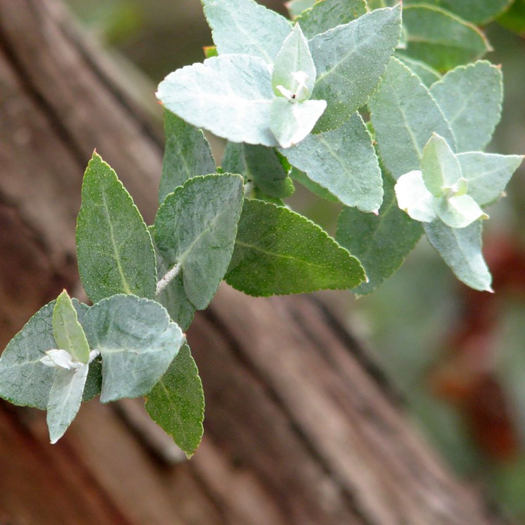 Eucalyptus crenulata - Gommier crénelé