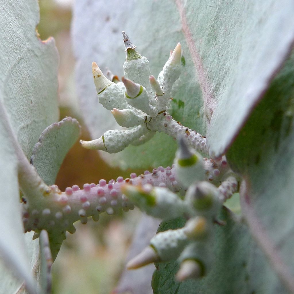 Eucalyptus crenulata - Gommier crénelé