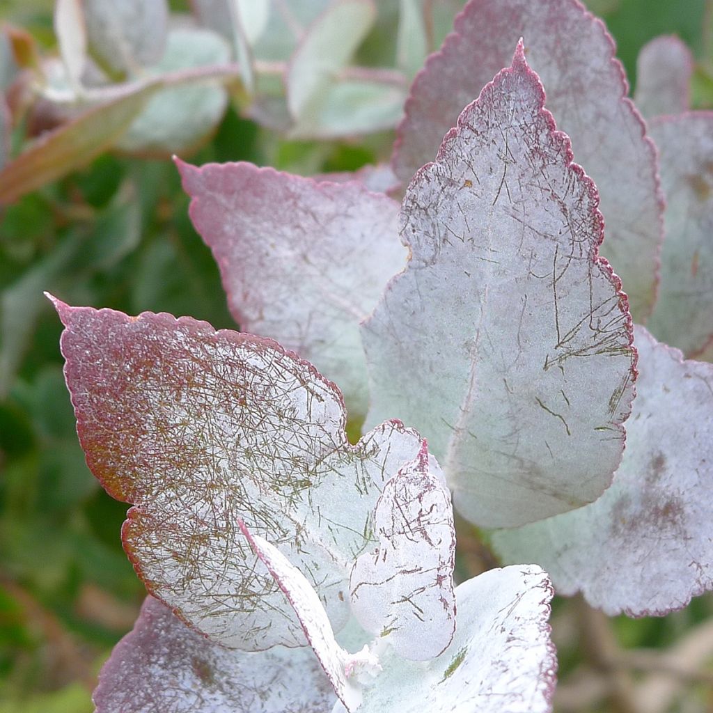 Eucalyptus crenulata - Gommier crénelé