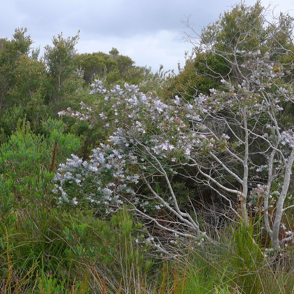Eucalyptus crenulata - Gommier crénelé