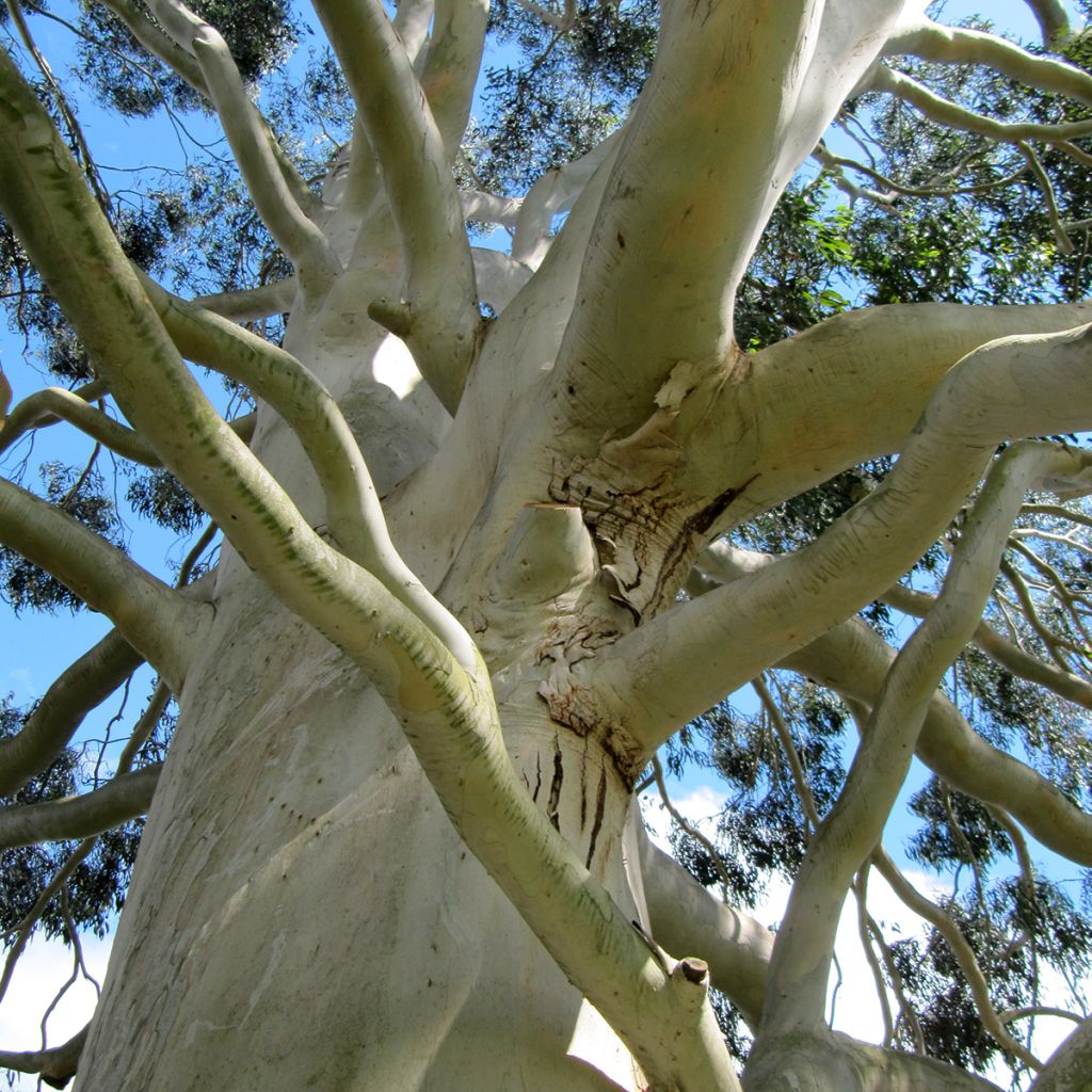 Eucalyptus dalrympleana - Gommier blanc des montagnes