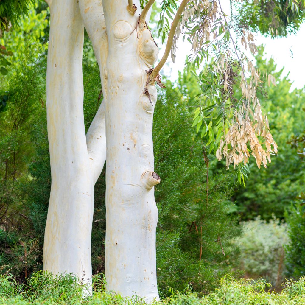 Eucalyptus dalrympleana - Gommier blanc des montagnes