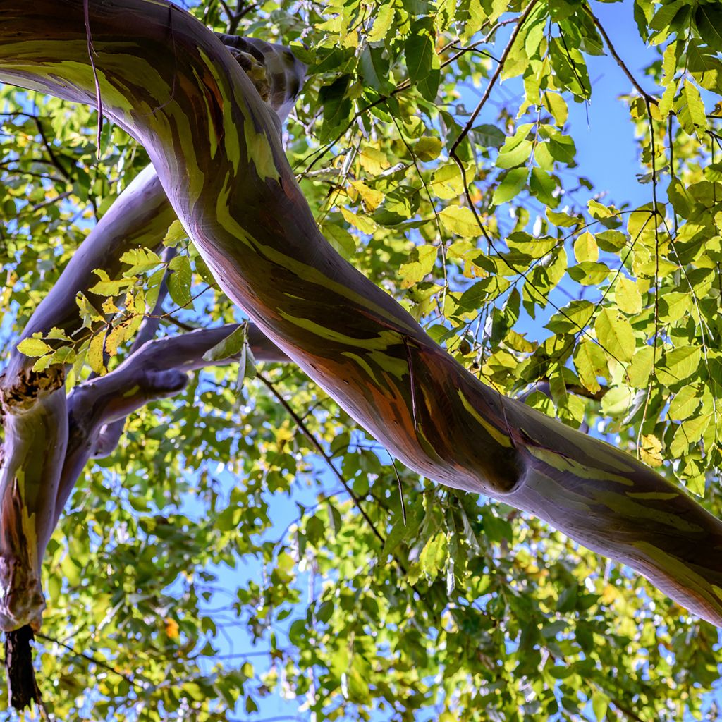 Eucalyptus deglupta - Gommier arc-en-ciel