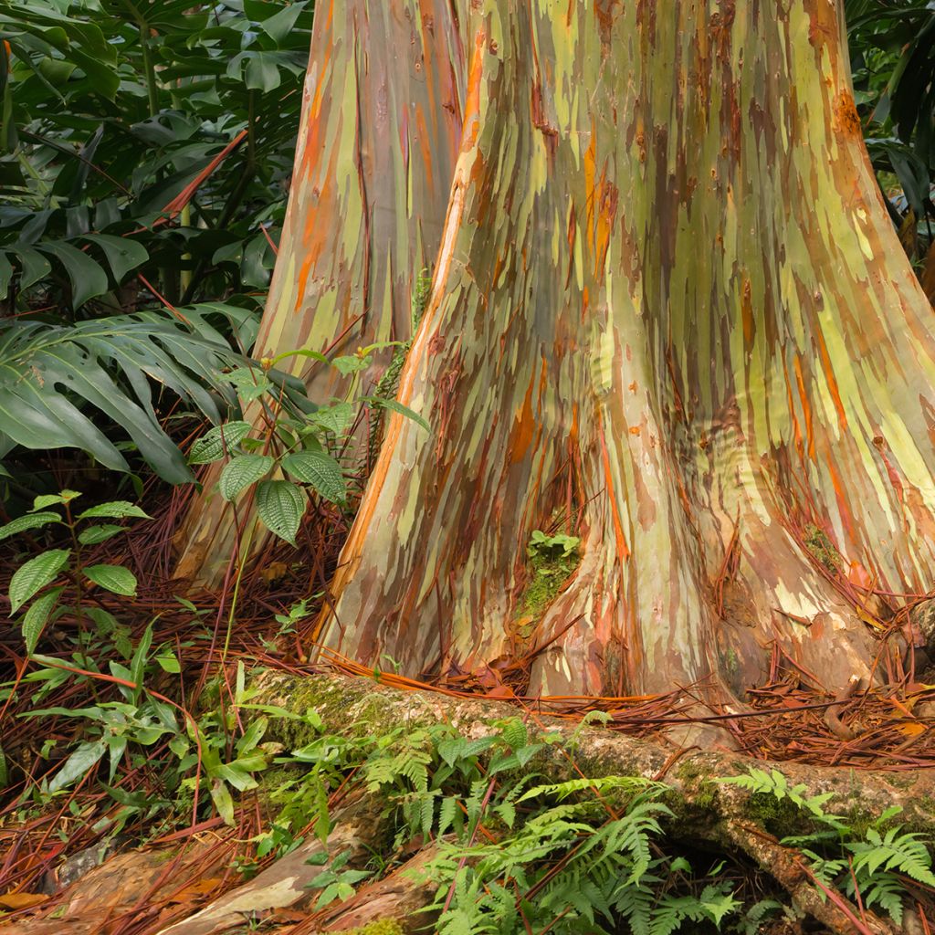 Eucalyptus deglupta - Gommier arc-en-ciel